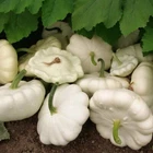 White Bush Scallop Summer Squash Seeds, Non-gmo, Patty Pan, Free Shipping. Price: $25.99.
