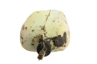 Polaris Sportsman 90 02 Oil Tank 0450927 53672 Used. Price: $36.94.